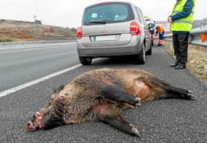 Daños por animales cinegéticos (jabalíes, corzos): ¿Quién asume la culpa y el arreglo?