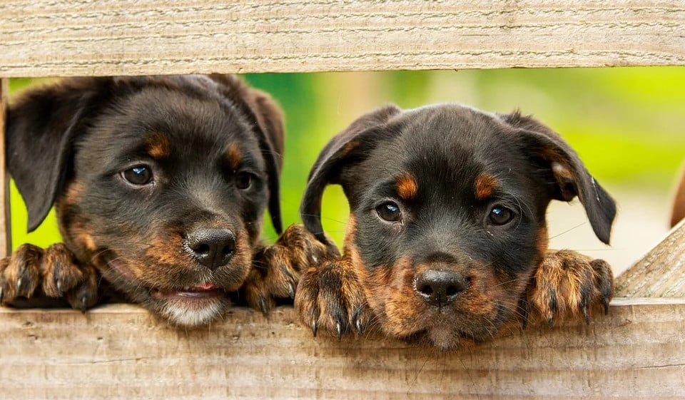 Responsabilidad Civil del hogar: ¿Cubre los daños causados por perros y mascotas? 1 Responsabilidad Civil del hogar: ¿Cubre los daños causados por perros y mascotas?